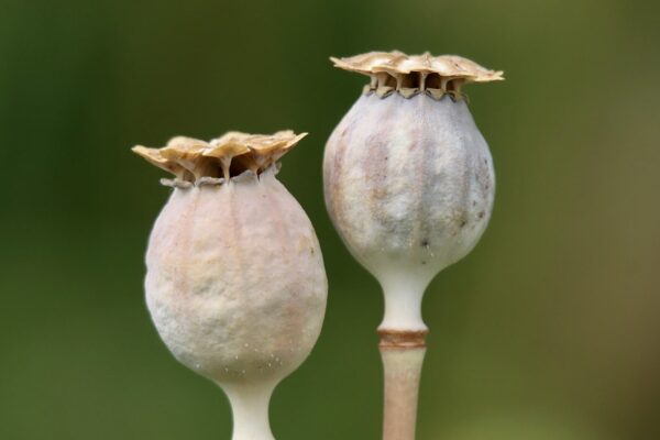 Resurgence of Opium Trade in Pakistan: A Hidden Crisis